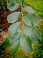 U. changii foliage, Grange Farm Arboretum