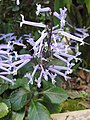 Plectranthus hilliardiae (Tribù Ocimeae/Sottotribù Plectranthinae)