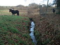 A headstream of the Geiselbach