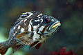 Gopher rockfish of family Sebastidae