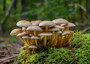 15. Platz: Ermell mit Grünblättrige Schwefelköpfe (Hypholoma fasciculare) im FFH Bruderwald in Bamberg