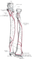 Insertion ulnaire du muscle brachial (brachialis)