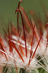 Hooked central spine (cf. Mammillaria rekoi)