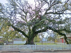 The Hammond Oak, located in the 500 block of East Charles Street: The grave of founder Peter av Hammerdal (Peter Hammond) is under this tree, along with the graves of several family members and enslaved people.