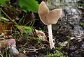 !Helvella ephippium!