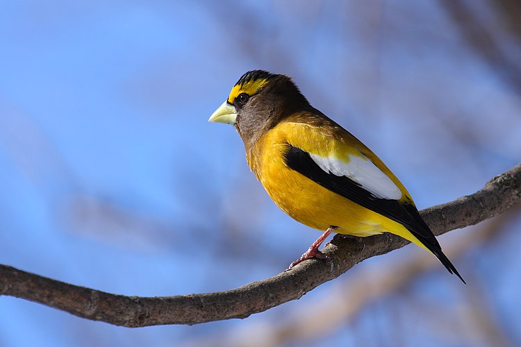 Вечерний американский дубонос (Coccothraustes vespertinus). Квебек. Канада.