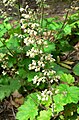 Heuchera maxima