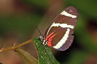 H. s. hewitsoni Costa Rica