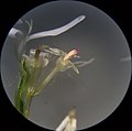 S. lateriflorum microscopic photo of a single ray floret and two disk florets, lobes of the disk florets reflexed. One separated ray floret style and a clump of disk floret pappi are viewable. Spent anther tubes are protruding from the disk florets.