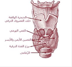 Location of the thyroid gland in the neck