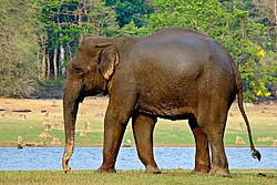 Elephant along the river at Nagarhole