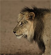 Male at Kgalagadi Transfrontier Park, South Africa