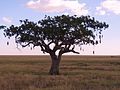 Kigelia africana – sausage tree