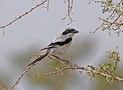 Ökenvarfågel i Tal Chhapar Sanctuary i Indien. Förmodligen av underarten lahtora.