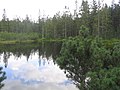 Bayerischer Wald (Foraois na Baváire)