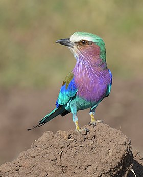 Coracias caudatus