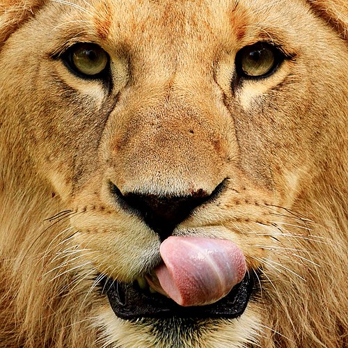 Portrait of a young lion at the Hellabrunn Zoo in Munich.