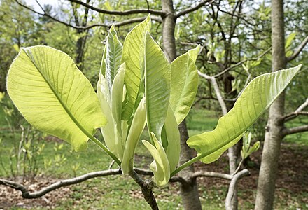 Magnolia macrophylla ssp. macrophylla bud break
