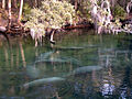 Manatees in the river