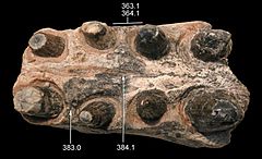 Description de l'image Mandible of Sphagesaurus.jpg.