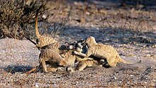 Meerkats fighting, in South Africa