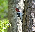 Melanerpes erythrocephalus