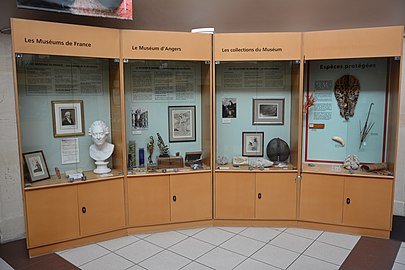 Vitrines dans la rotonde, Muséum d'Angers