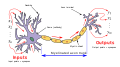 Neuron3.svg (Two arrowheads are incorrectly rotated in PNG renders of this svg file.)