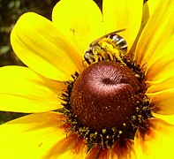 Abeja Halictidae Halictus sp.