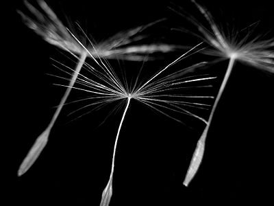 Floating dandelion seeds at Seed dispersal, by Blaise Frazier