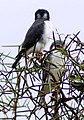 African Pygmy Falcons. Not my best picture of them, but it shows the eyespots.