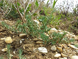 Хруплявник большой (Polycnemum majus)