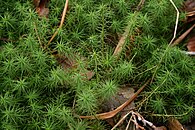 Polytrichum commune, espèce de grande taille, pouvant atteindre 50 cm de haut[7].