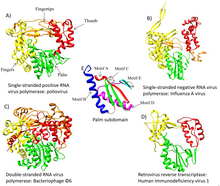 Ribbon diagrams of the RNA polymerases of four distantly-related ribovirians.