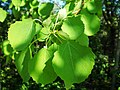 Feuilles orbiculaires du peuplier tremble