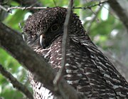 Ninox strenua