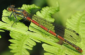 Pyrrhosoma nymphula