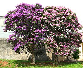 Tibouchina granulosa