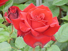 'Ingrid Bergman'