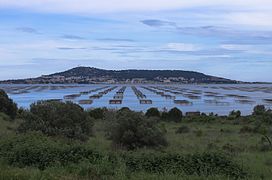 Parc à huître dans l'étang de Thau.