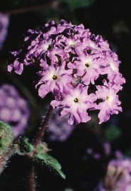 Abronia villosa (sand verbena)