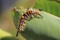 87. Platz: Netty3979 mit Eine Raupe des Schlehen-Bürstenspinners im Naturschutzgebiet Schwarzatal