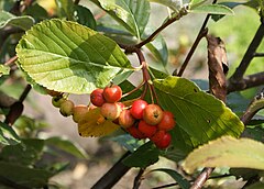 Description de l'image Sorbus sudetica kz1.jpg.