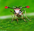 The stalk-eyes of a Diopsidae