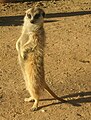 A meerkat in the Kalahari