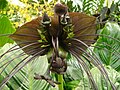 Tacca chantrieri