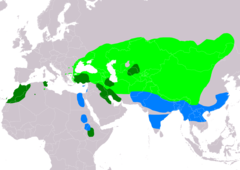 Distribución de Tadorna ferruginea