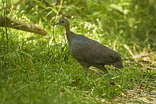 Solitary tinamou