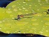 Female eating a fly