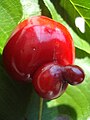 An unusually shaped cherry